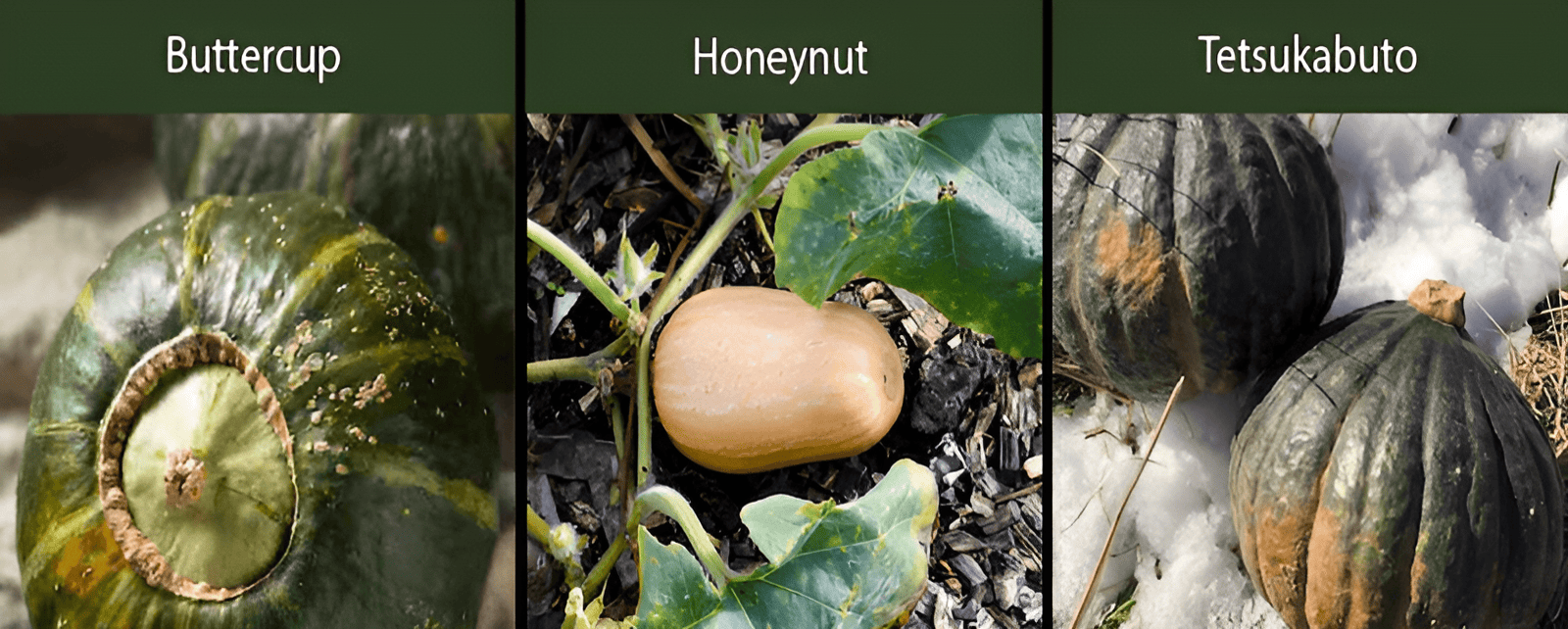 buttercup squash honeynut squash tetsukabuto squash varieties